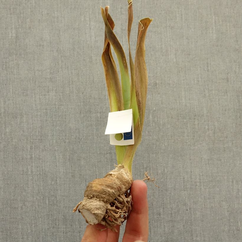 Spécimen de Iris germanica It’s A Small World - Iris des Jardins Lilliput Rhizome tel que livré en hiver
