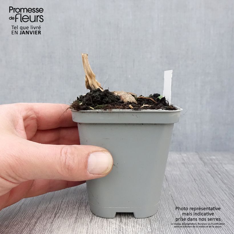 Spécimen de Iris germanica Jazz Festival - Iris des jardins Godet de 8/9 cm tel que livré en hiver