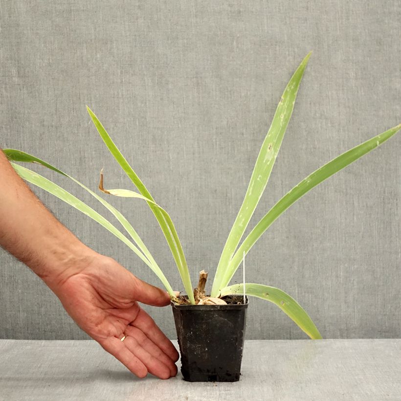 Spécimen de Iris germanica Je Vole - Iris des Jardins Godet de 8/9 cm tel que livré en été