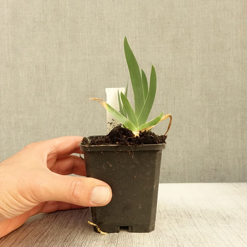 Spécimen de Iris germanica Jus de Pomme - Iris des Jardins intermédiaire Godet de 8/9 cm tel que livré en automne