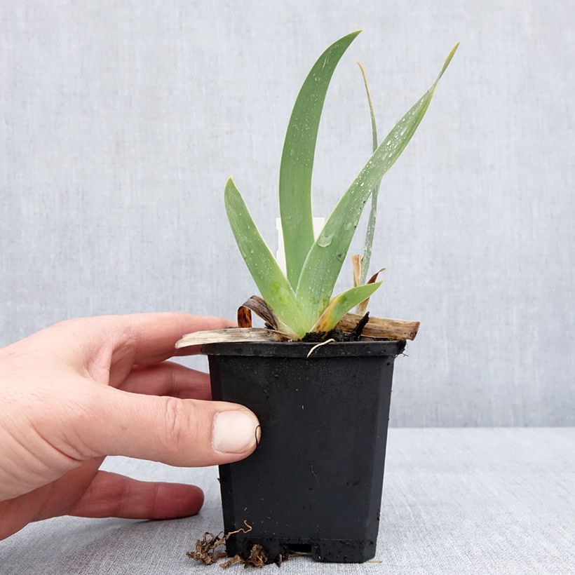 Spécimen de Iris germanica Jus de Pomme - Iris des Jardins intermédiaire Godet de 8/9 cm tel que livré en hiver