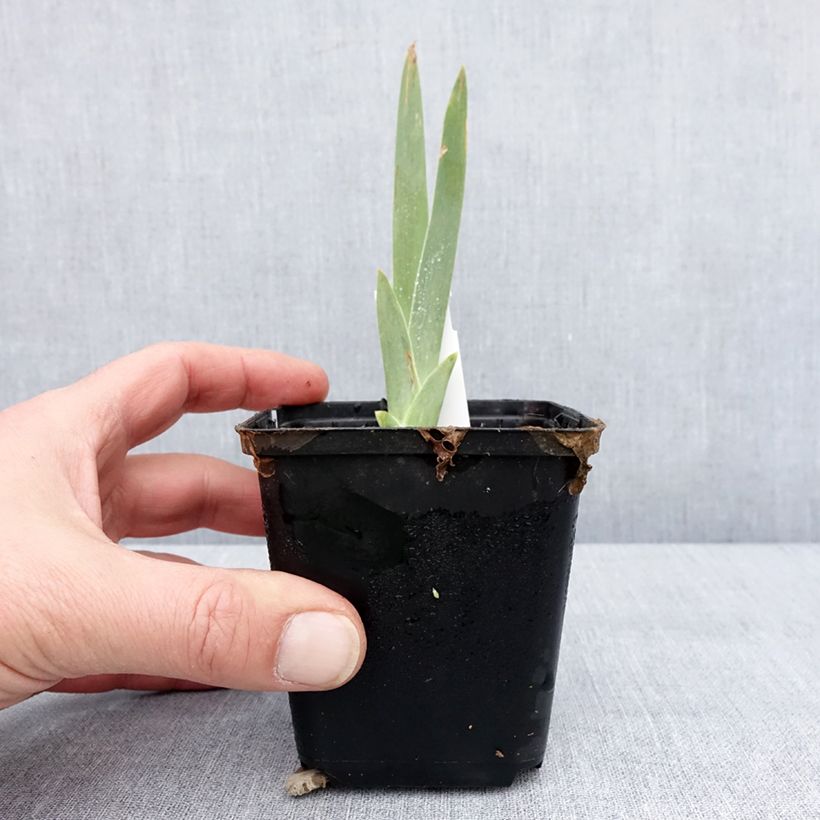 Spécimen de Iris germanica Lune et Soleil - Iris des Jardins Godet de 8/9 cm tel que livré en hiver