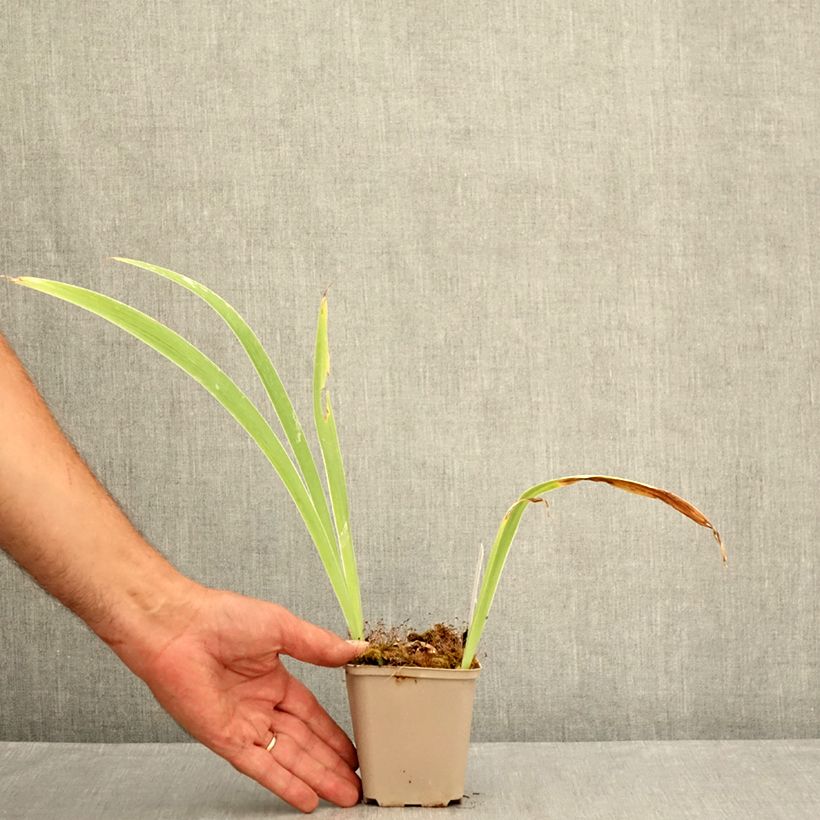Spécimen de Iris germanica Modern Woman - Iris des Jardins Godet de 8/9 cm tel que livré en été