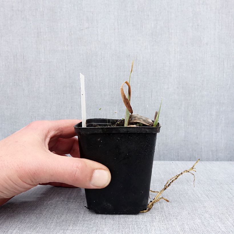 Spécimen de Iris germanica Modern Woman - Iris des Jardins Godet de 8/9 cm tel que livré en hiver