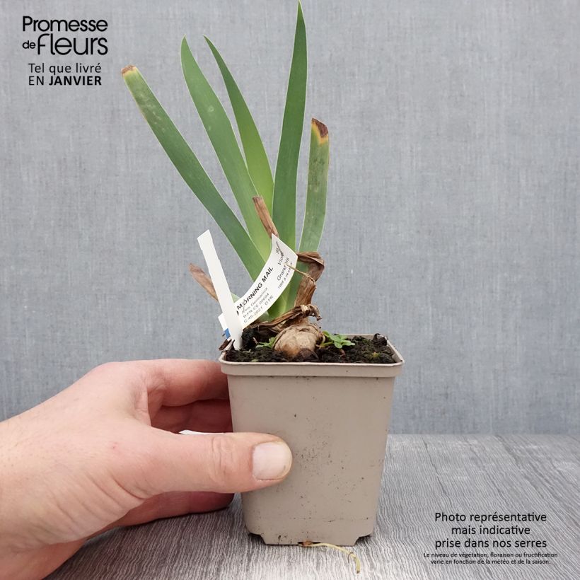 Spécimen de Iris germanica Morning Mail - Iris des Jardins Godet de 8/9 cm tel que livré en hiver