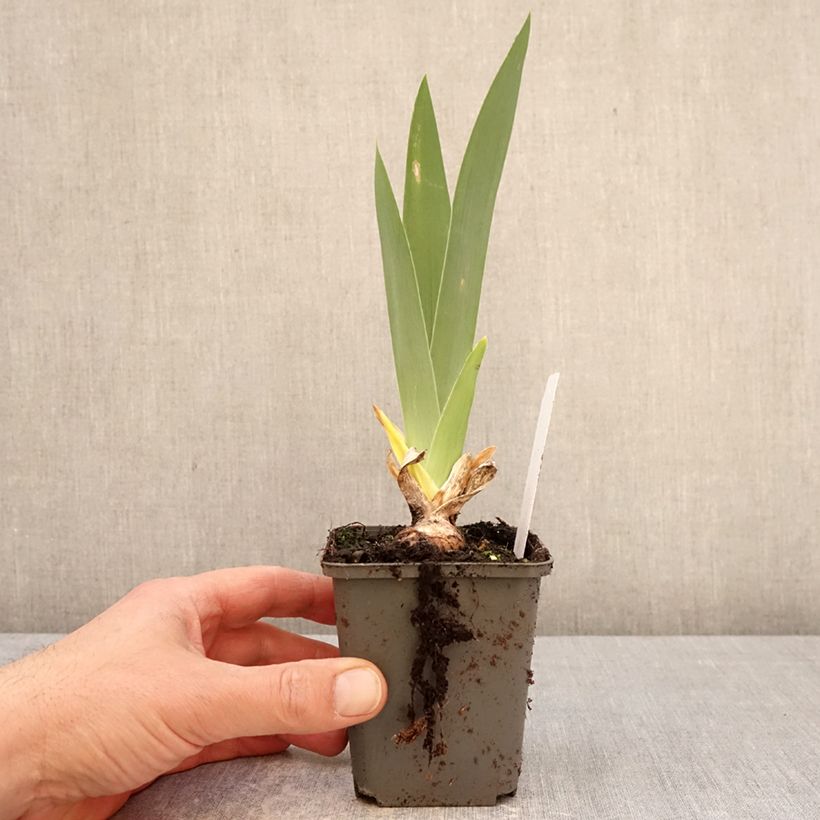 Spécimen de Iris germanica Natchez Trace - Iris des Jardins  Godet de 8/9 cm tel que livré au printemps