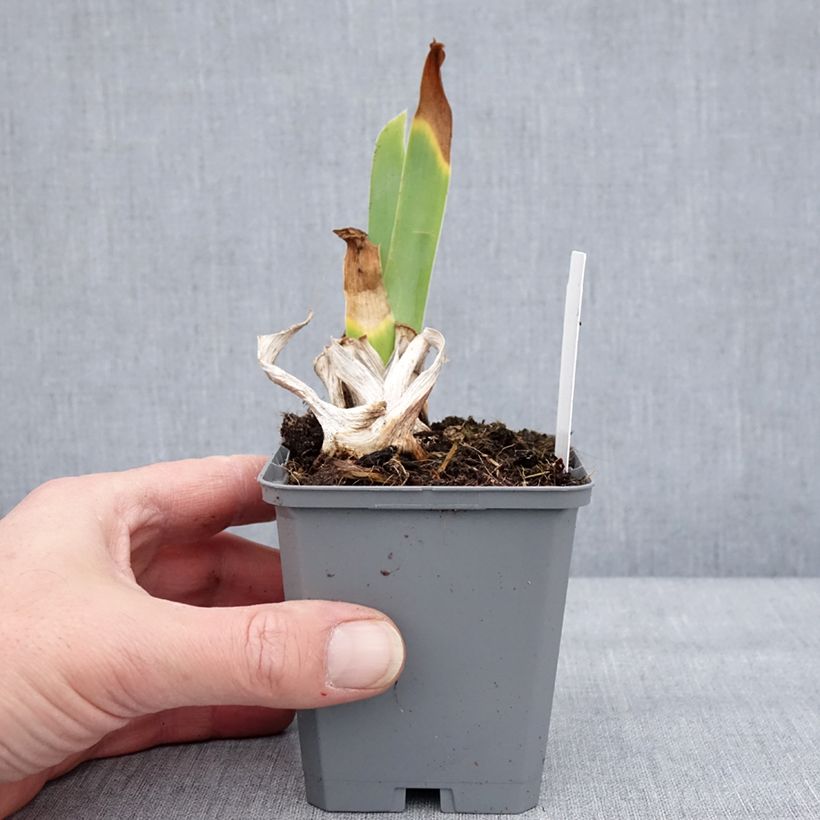 Spécimen de Iris germanica Natchez Trace - Iris des Jardins  Godet de 8/9 cm tel que livré en hiver