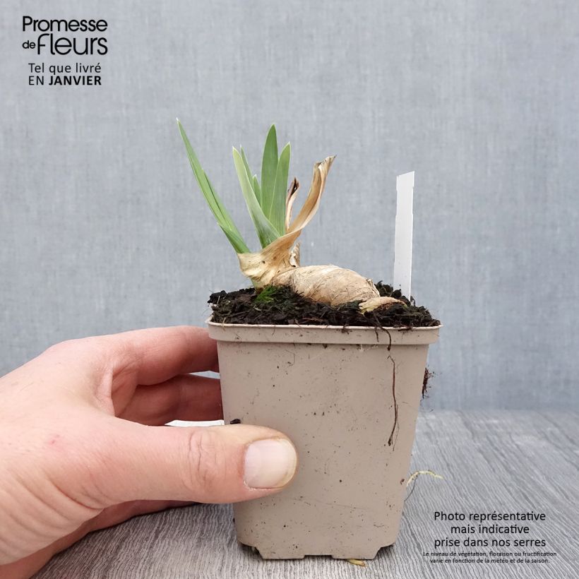 Spécimen de Iris germanica Noctambule - Iris des Jardins Godet de 8/9 cm tel que livré en hiver