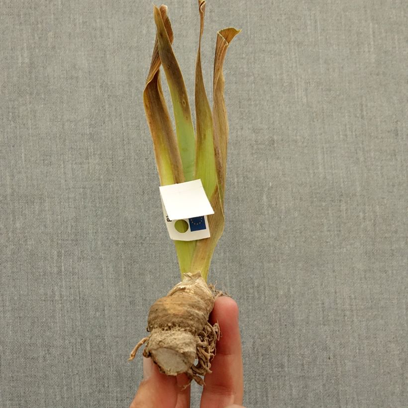 Spécimen de Iris germanica Pastell Ballett - Iris des Jardins Lilliput Rhizome tel que livré en hiver