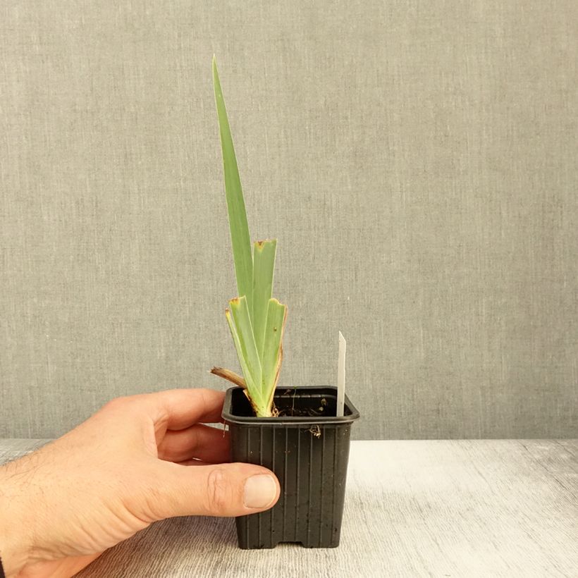 Spécimen de Iris germanica Peach Frost - Iris des Jardins  Godet de 8/9 cm tel que livré en automne