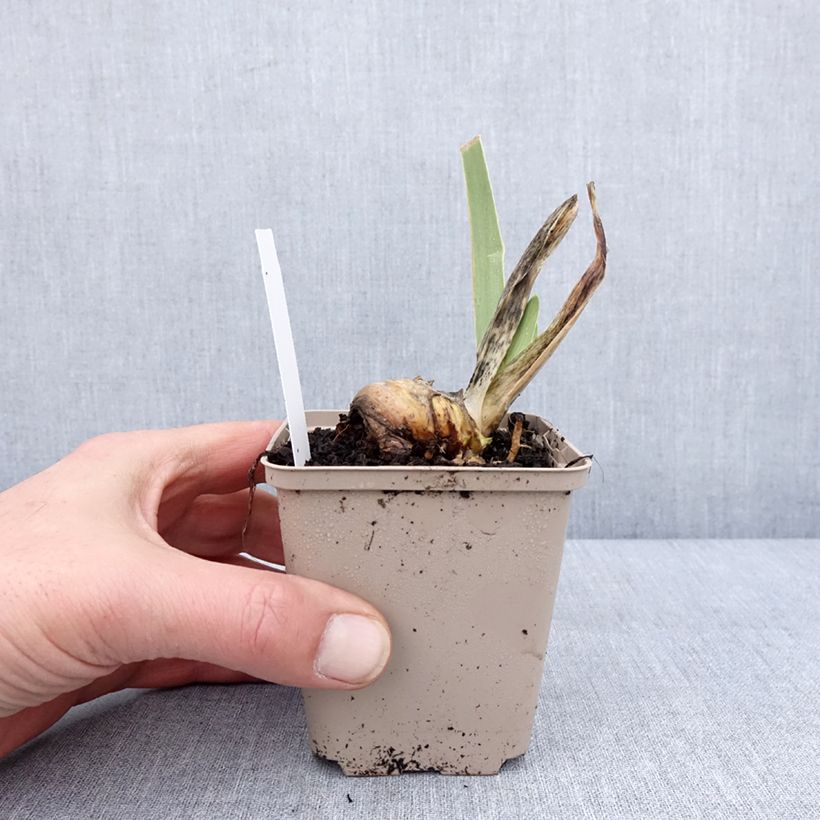 Spécimen de Iris germanica Ring Around Rosie - Iris des Jardins Godet de 8/9 cm tel que livré en hiver