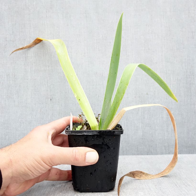 Spécimen de Iris germanica Rose de Perse - Iris des Jardins Godet de 8/9 cm tel que livré en automne