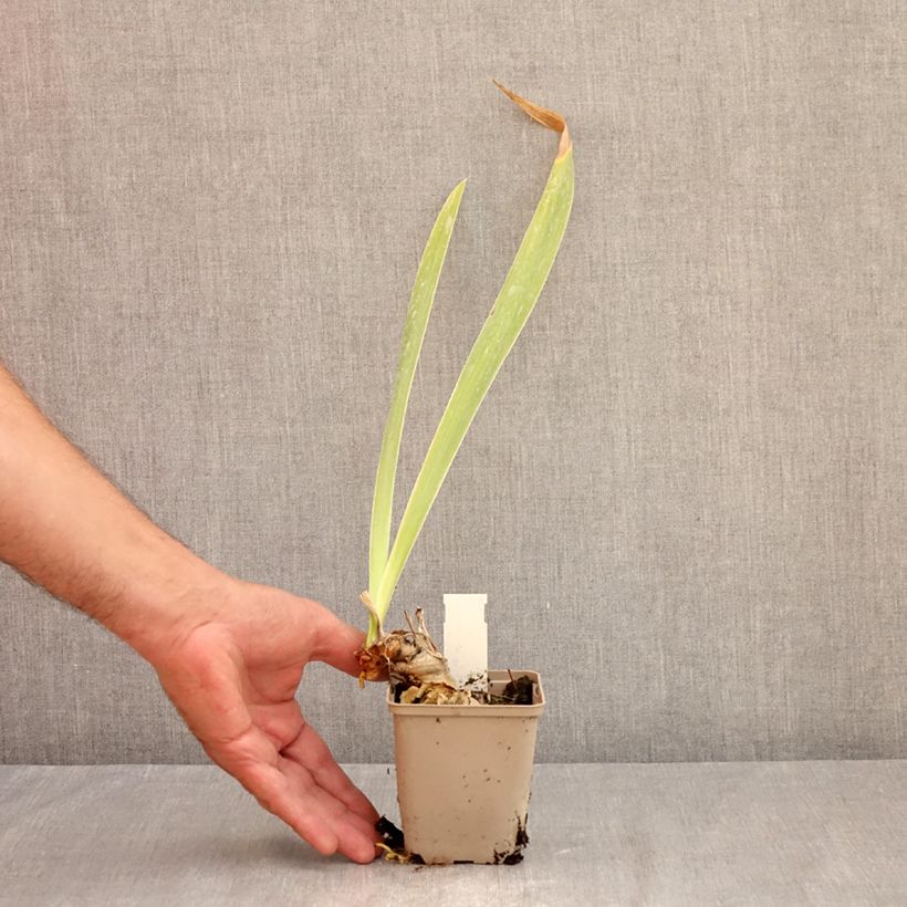 Spécimen de Iris germanica Rouge de Plaisir - Iris des Jardins Godet de 8/9 cm tel que livré en été