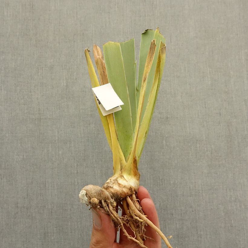 Spécimen de Iris germanica Sacrée Gralée - Iris des Jardins Rhizome tel que livré en hiver