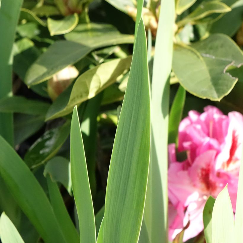 Iris germanica Sharp Dressed Man - Iris des Jardins (Feuillage)