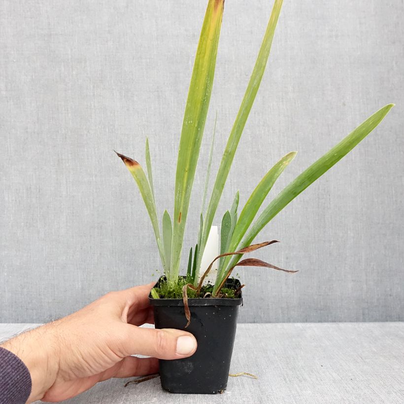 Spécimen de Iris germanica Sharp Dressed Man - Iris des Jardins Godet de 8/9 cm tel que livré en automne