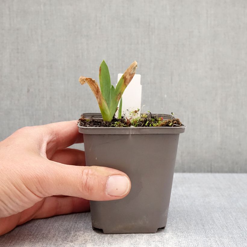 Spécimen de Iris germanica Sharp Dressed Man - Iris des Jardins Godet de 8/9 cm tel que livré au printemps