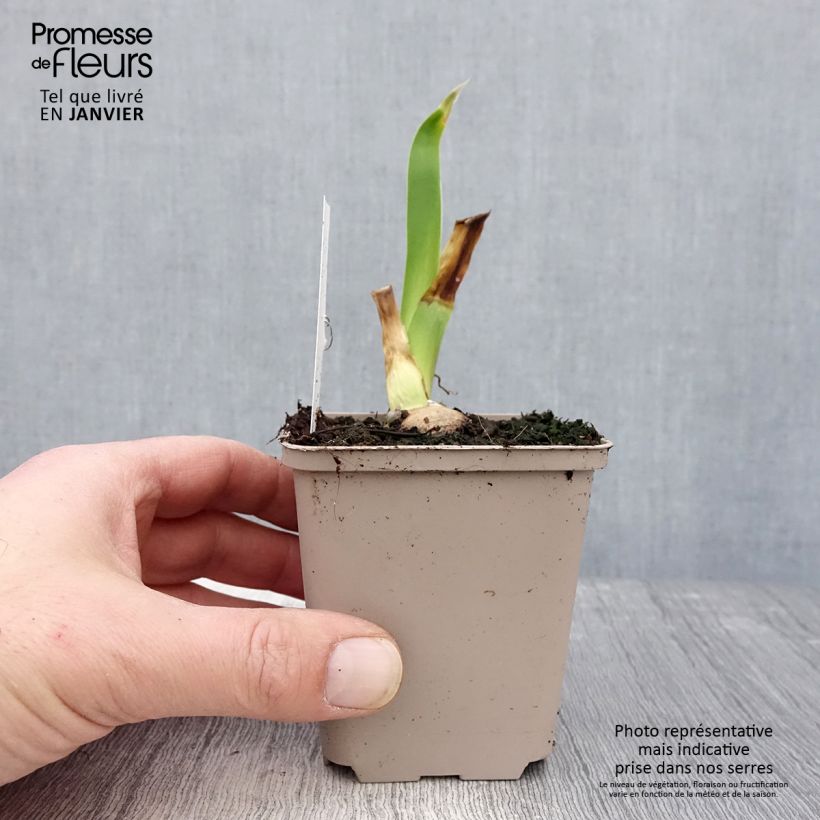 Spécimen de Iris germanica Sharper Image- Iris des Jardins Godet de 8/9 cm tel que livré en hiver