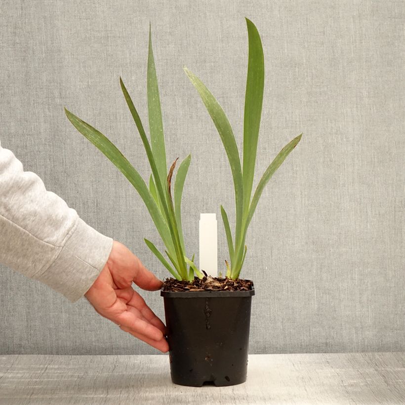 Spécimen de Iris germanica Siva Siva - Iris des Jardins Pot de 1,5L/2L tel que livré au printemps
