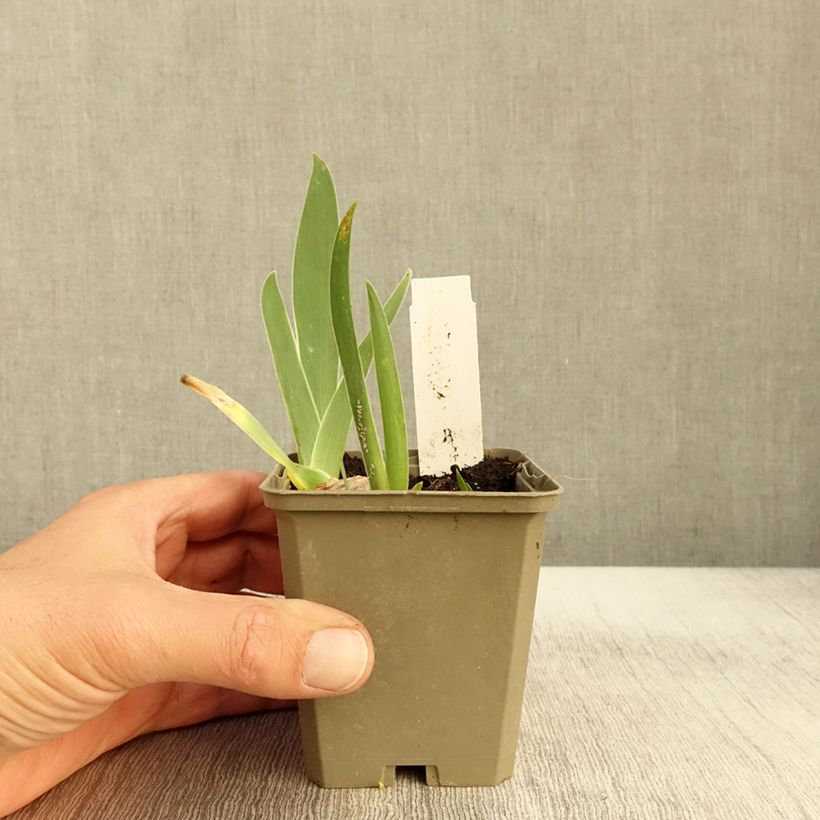 Spécimen de Iris germanica Sorcellerie - Iris des Jardins Godet de 8/9 cm tel que livré en automne