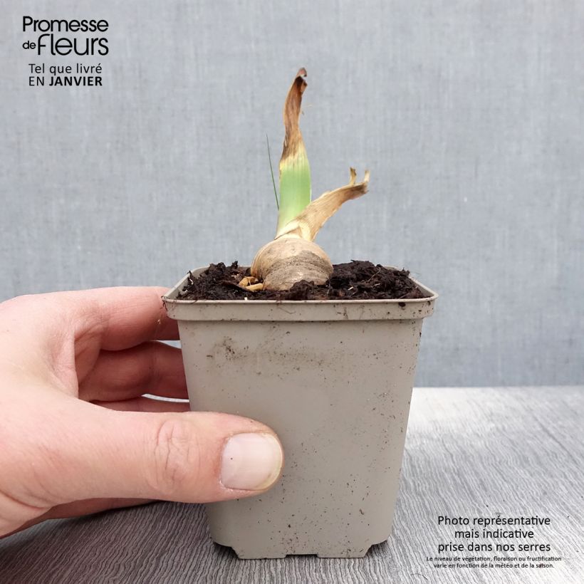 Spécimen de Iris germanica Sovereign Crown - Iris des Jardins Godet de 8/9 cm tel que livré en hiver