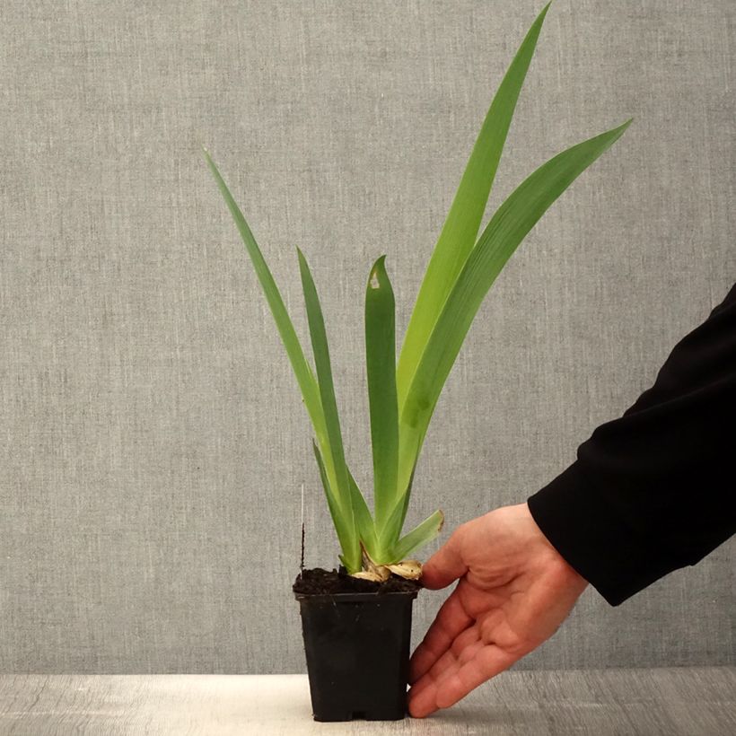 Spécimen de Iris germanica Sovereign Crown - Iris des Jardins Godet de 8/9 cm tel que livré au printemps