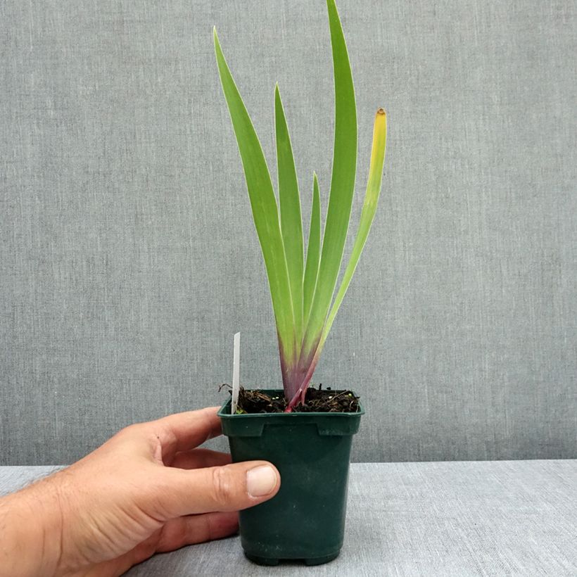 Spécimen de Iris germanica Stellata - Iris des jardins Godet de 8/9 cm tel que livré en été