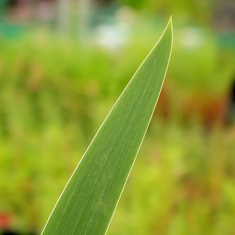 Iris germanica Stepping Out - Iris des Jardins  (Feuillage)