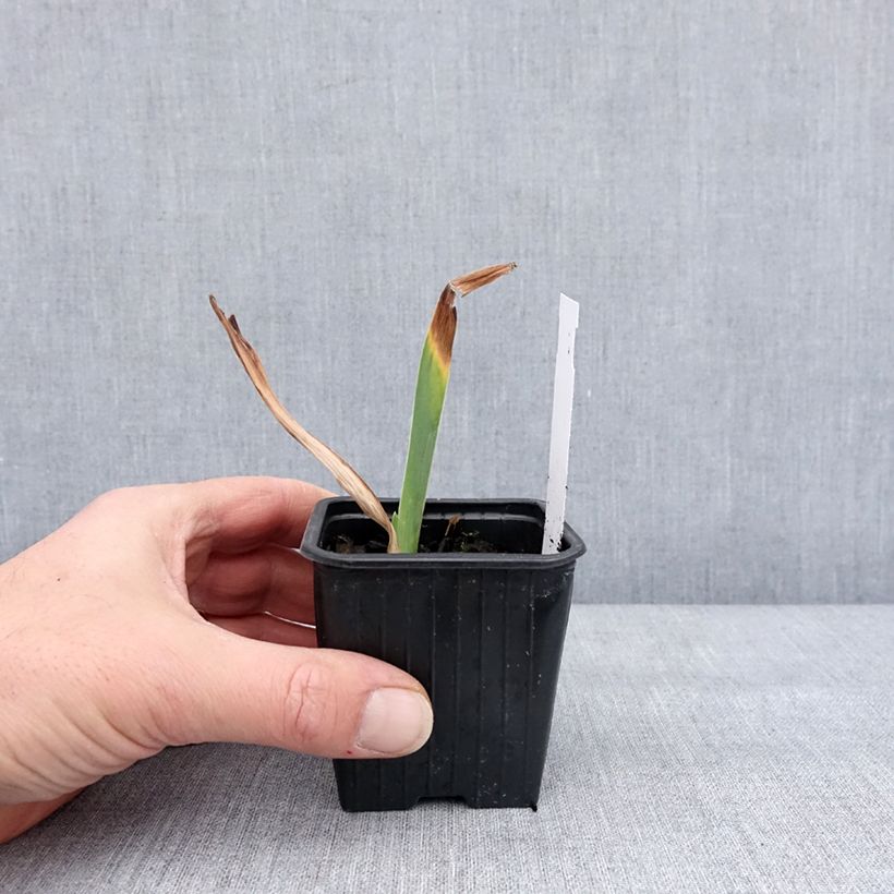 Spécimen de Iris germanica Stepping Out - Iris des Jardins  Godet de 8/9 cm tel que livré en hiver