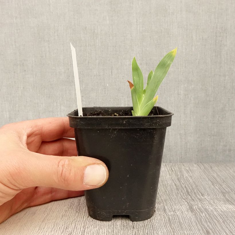 Spécimen de Iris germanica Storm Center - Iris des Jardins Godet de 8/9 cm, Calibre 4/6 tel que livré au printemps