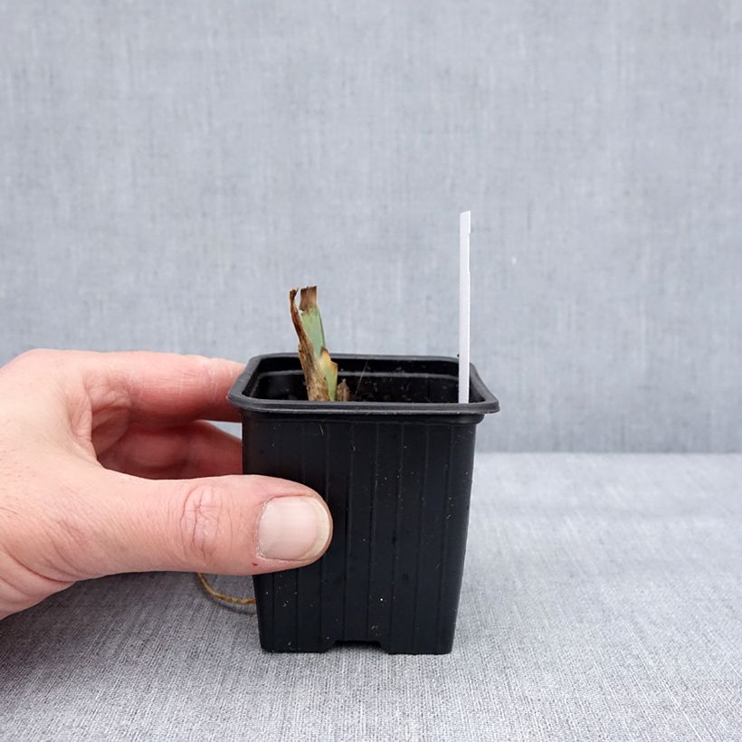 Spécimen de Iris germanica Sultan's Palace - Iris des Jardins Godet de 8/9 cm tel que livré en hiver