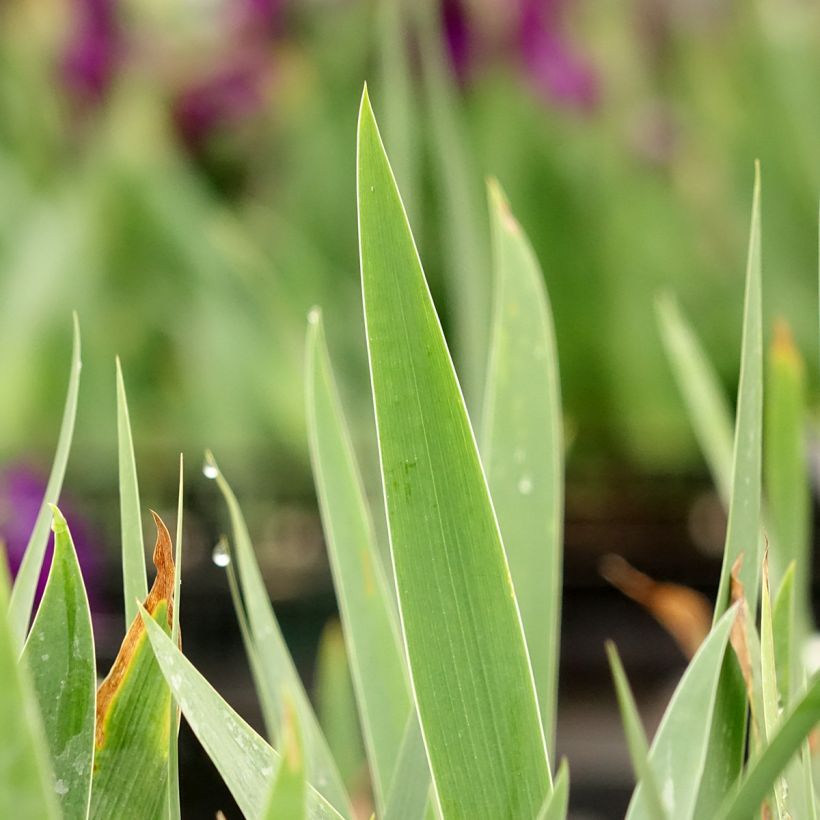 Iris germanica Sultan's Palace - Iris des Jardins (Feuillage)