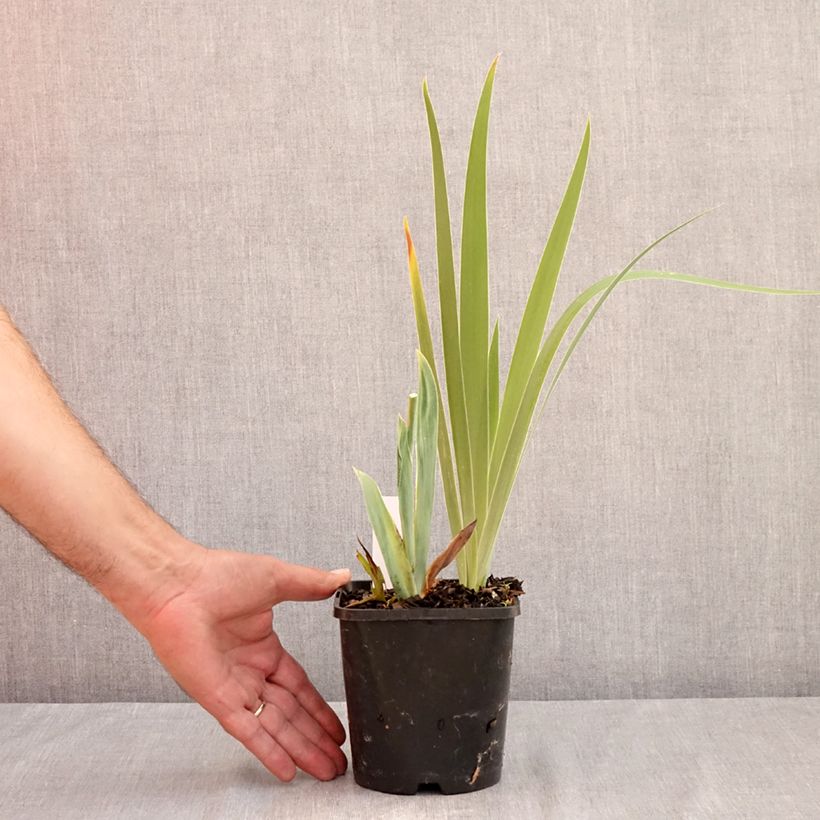 Spécimen de Iris germanica Sunset Sky - Iris des Jardins Pot de 1,5L/2L tel que livré en été
