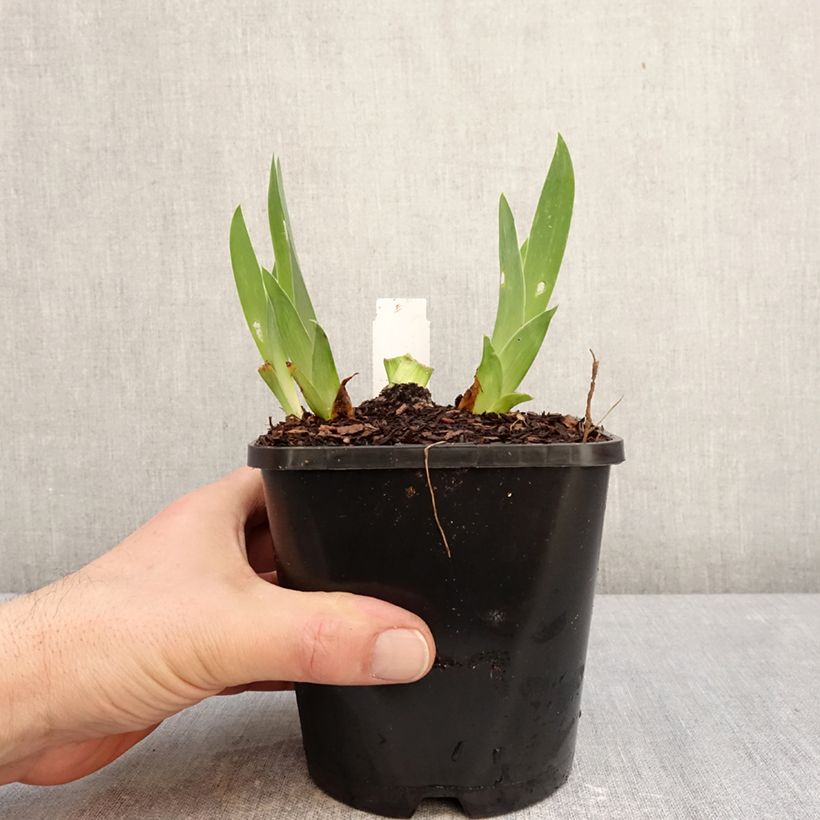 Spécimen de Iris germanica Sunset Sky - Iris des Jardins Pot de 1,5L/2L tel que livré en hiver