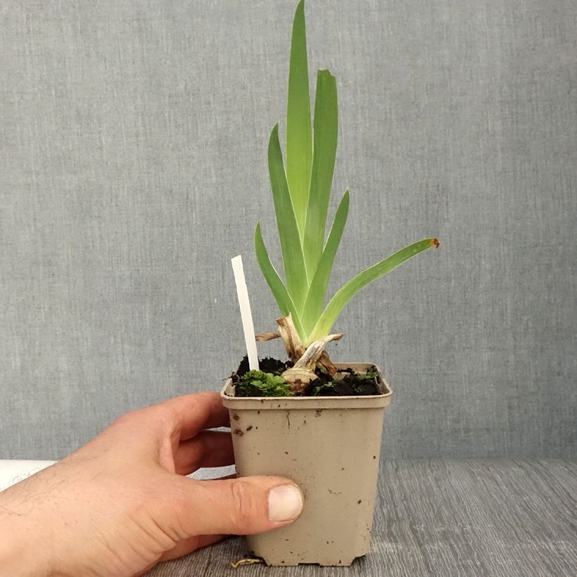 Spécimen de Iris germanica Sunset Sky - Iris des Jardins Godet de 8/9 cm, Calibre 4/6 tel que livré au printemps