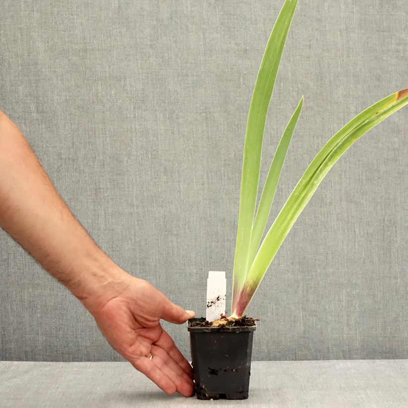 Spécimen de Iris germanica Surface Irisée - Iris des Jardins Godet de 8/9 cm tel que livré en été