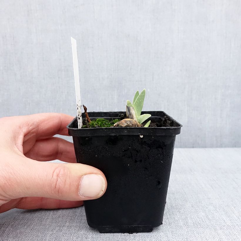 Spécimen de Iris germanica Surface Irisée - Iris des Jardins Godet de 8/9 cm tel que livré en hiver