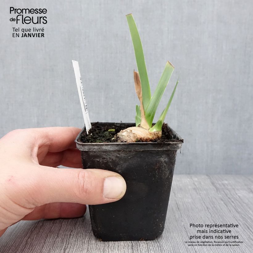 Spécimen de Iris germanica Tel Arlequin - Iris des Jardins Godet de 8/9 cm tel que livré en hiver