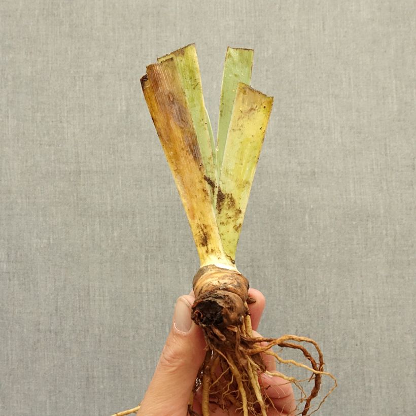 Spécimen de Iris germanica Tingle - Iris des Jardins nain Rhizome tel que livré en hiver