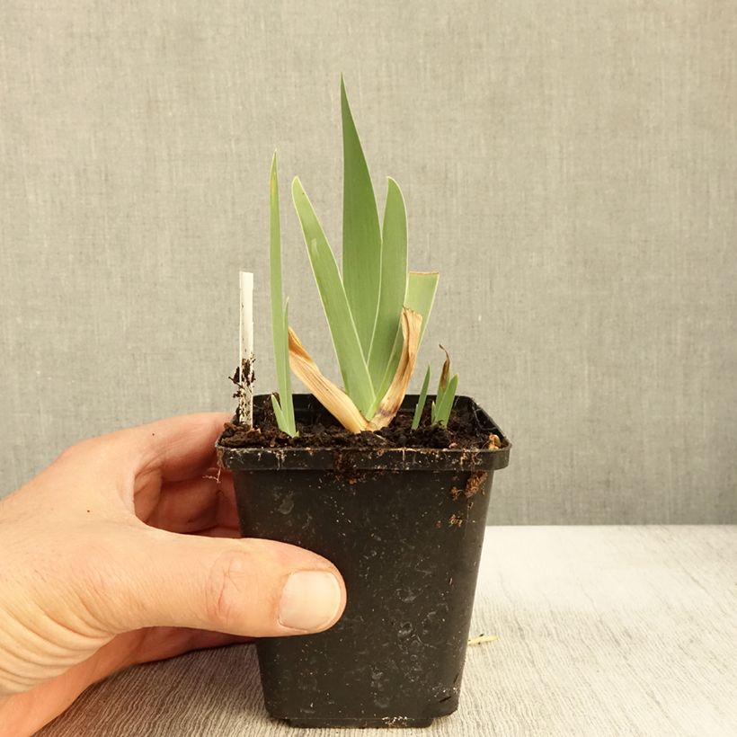 Spécimen de Iris germanica Urluberlu - Iris des Jardins Godet de 8/9 cm tel que livré en automne
