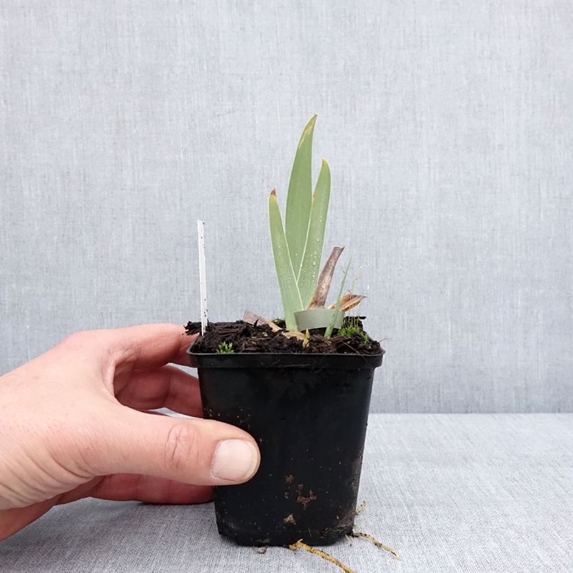 Iris germanica Urluberlu - Giaggiolo paonazzo Vasetto da 8/9 cm esemplare consegnato in inverno