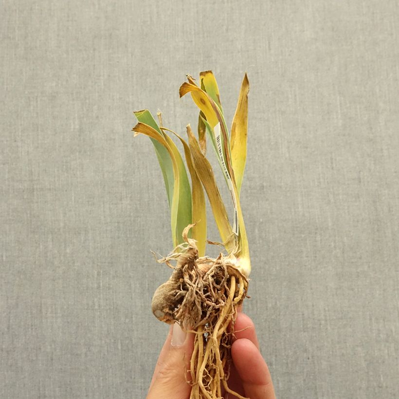Spécimen de Iris germanica Vieilles Vignes - Iris des Jardins Rhizome tel que livré en hiver