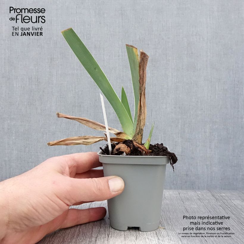 Spécimen de Iris germanica Waterline - Iris des Jardins Godet de 8/9 cm tel que livré en hiver