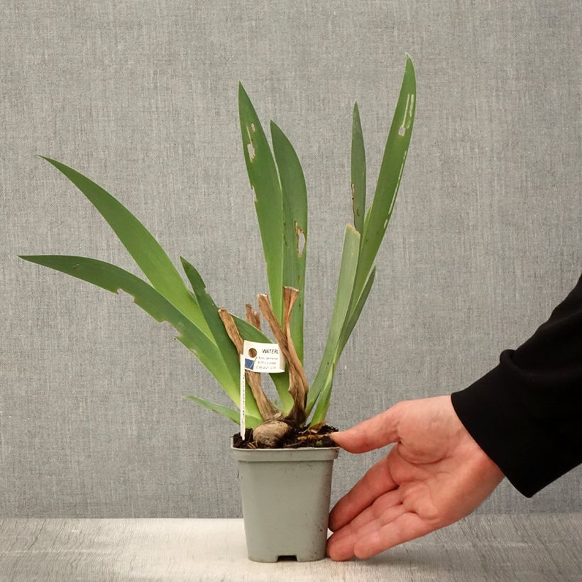 Spécimen de Iris germanica Waterline - Iris des Jardins Godet de 8/9 cm tel que livré au printemps