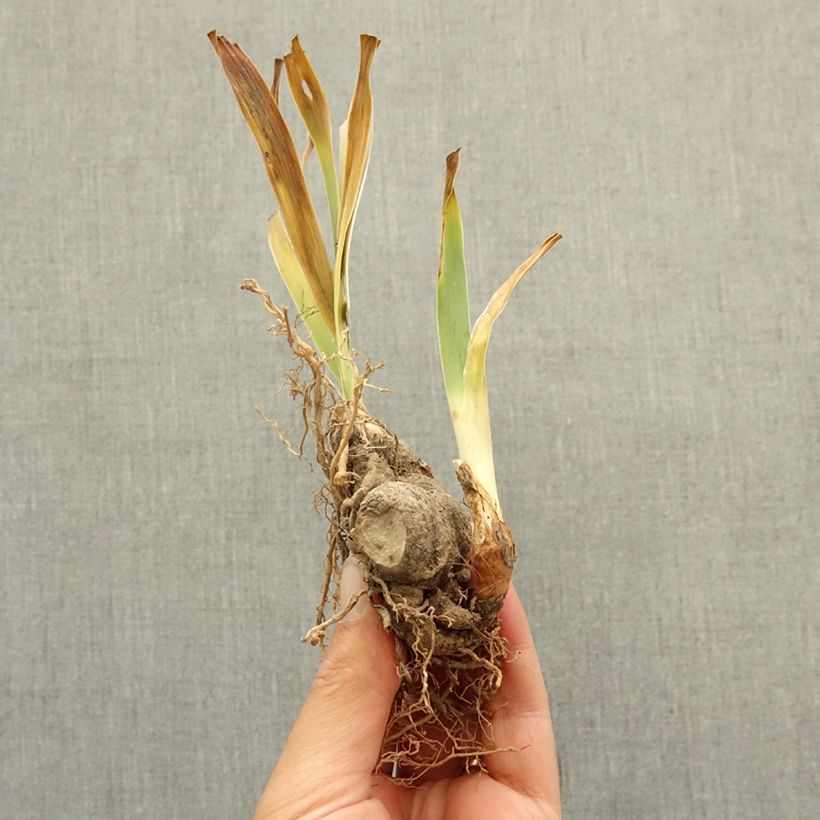 Spécimen de Iris germanica Wonder Never Cease - Grand Iris des Jardins Rhizome tel que livré en hiver
