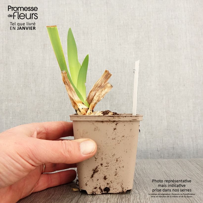 Spécimen de Iris germanica Yaquina Blue - Iris des Jardins Godet de 8/9 cm tel que livré en hiver