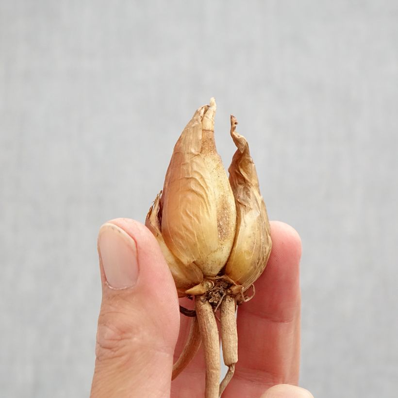 Spécimen de Iris hoogiana - Iris de Hoog Bulbe calibre I tel que livré en automne