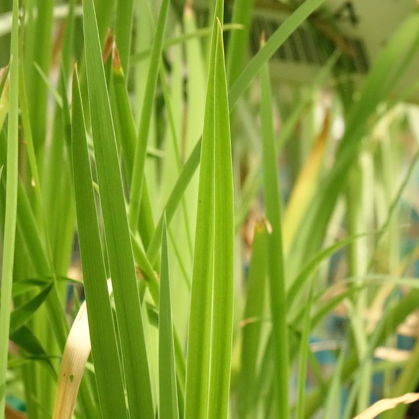 Iris laevigata Mottled Beauty - Iris d'eau japonais (Feuillage)