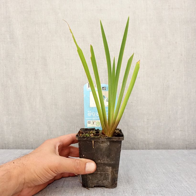 Spécimen de Iris laevigata Mottled Beauty - Iris d'eau japonais Godet de 8/9 cm tel que livré en automne