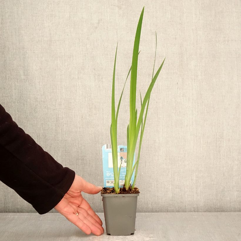 Spécimen de Iris laevigata Rose Queen - Iris d'eau japonais Godet de 8/9 cm tel que livré au printemps